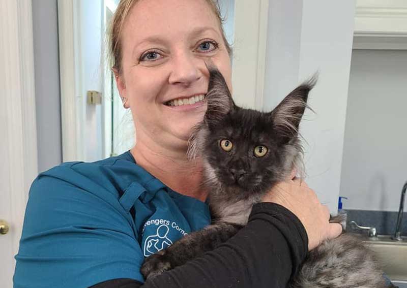 Amissville cat veterinarians