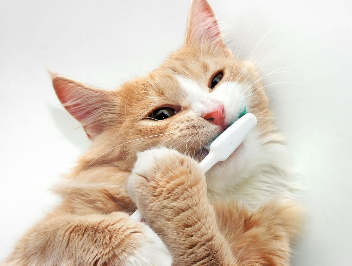 Pet Dental Care in $city